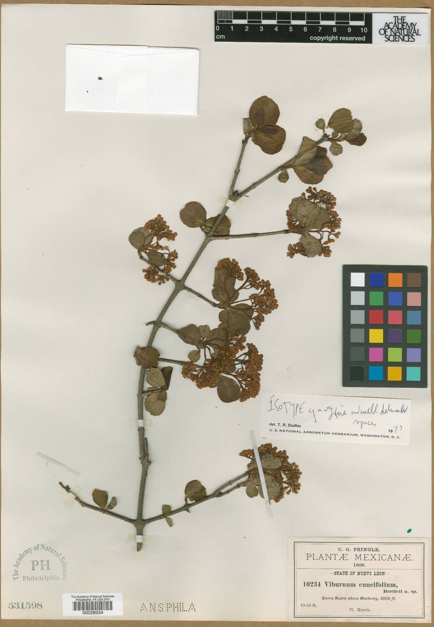 Viburnum cuneifolium image