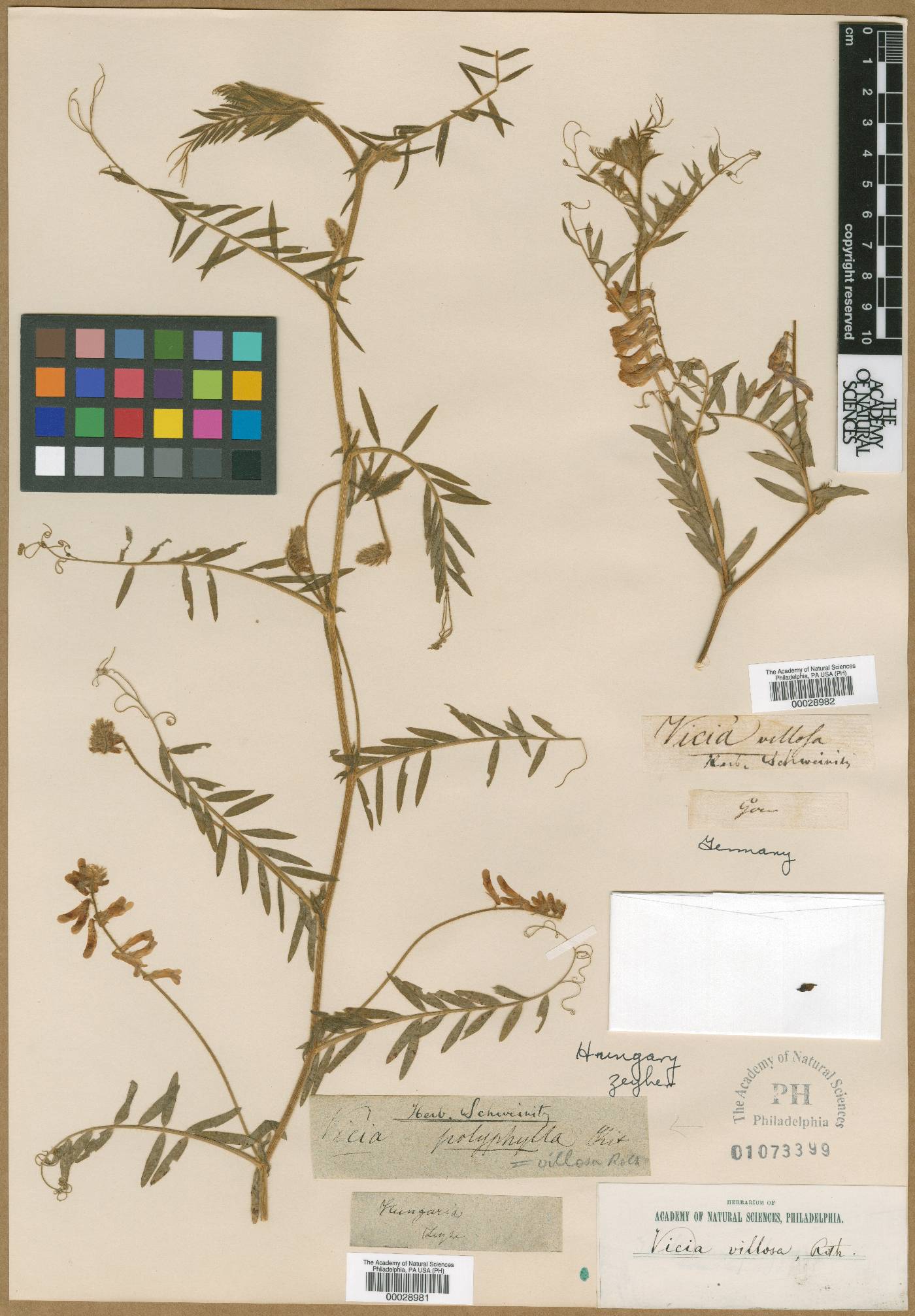 Vicia polyphylla image