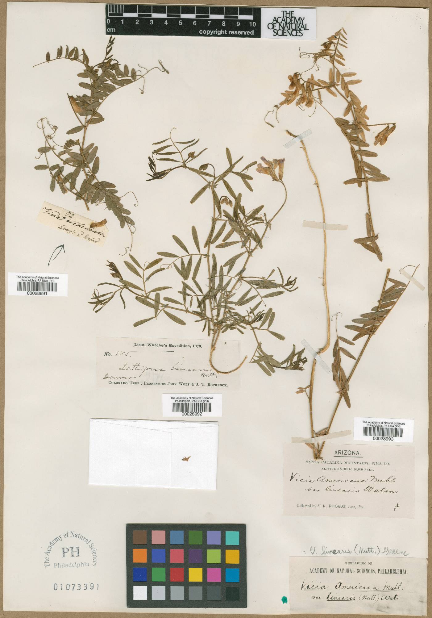 Vicia bungei image