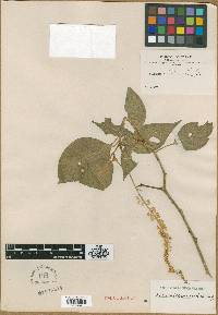 Image of Schindleria densiflora