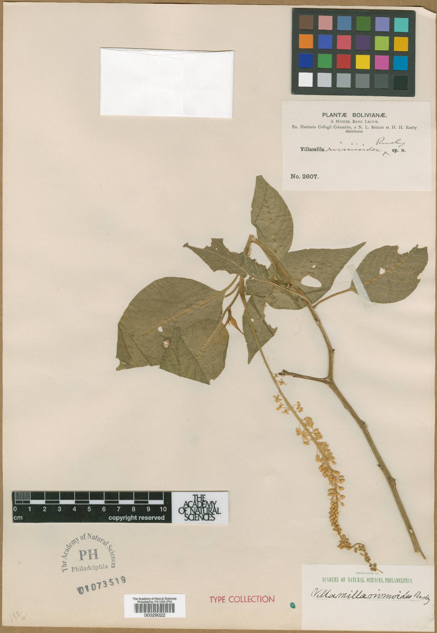 Schindleria densiflora image