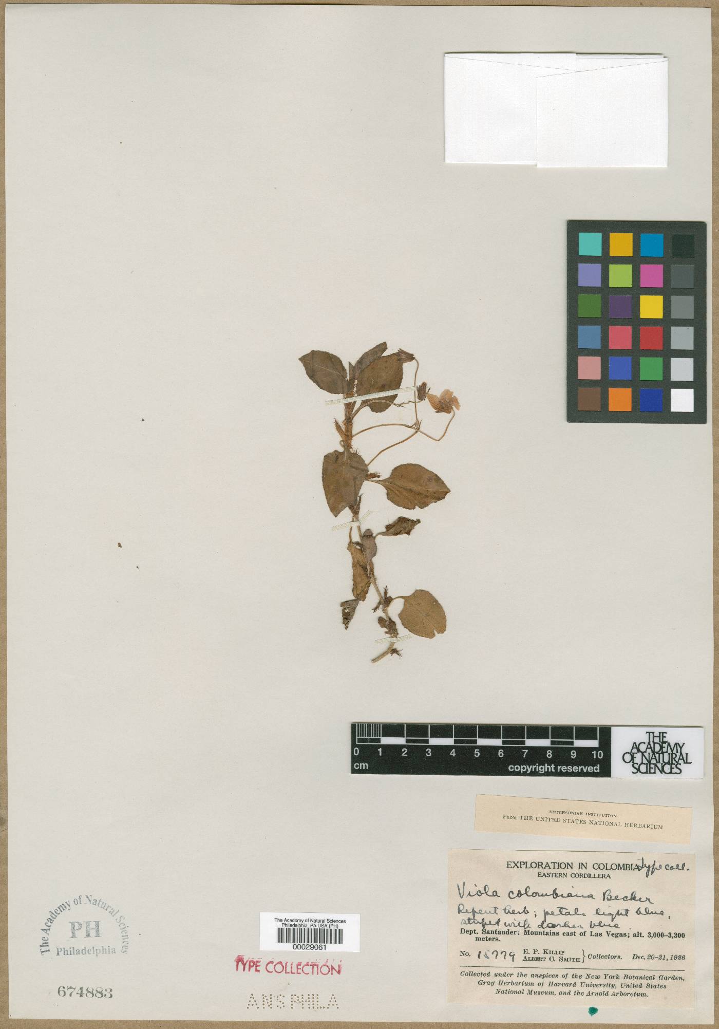 Viola scandens image