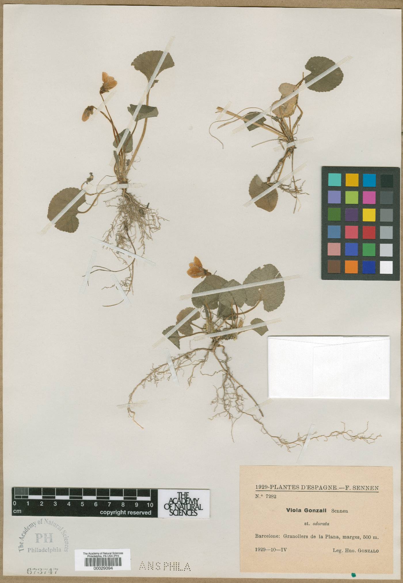 Viola odorata subsp. odorata image