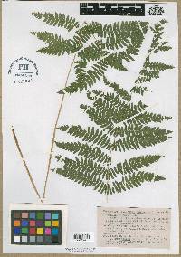 Thelypteris palustris subsp. pubescens image