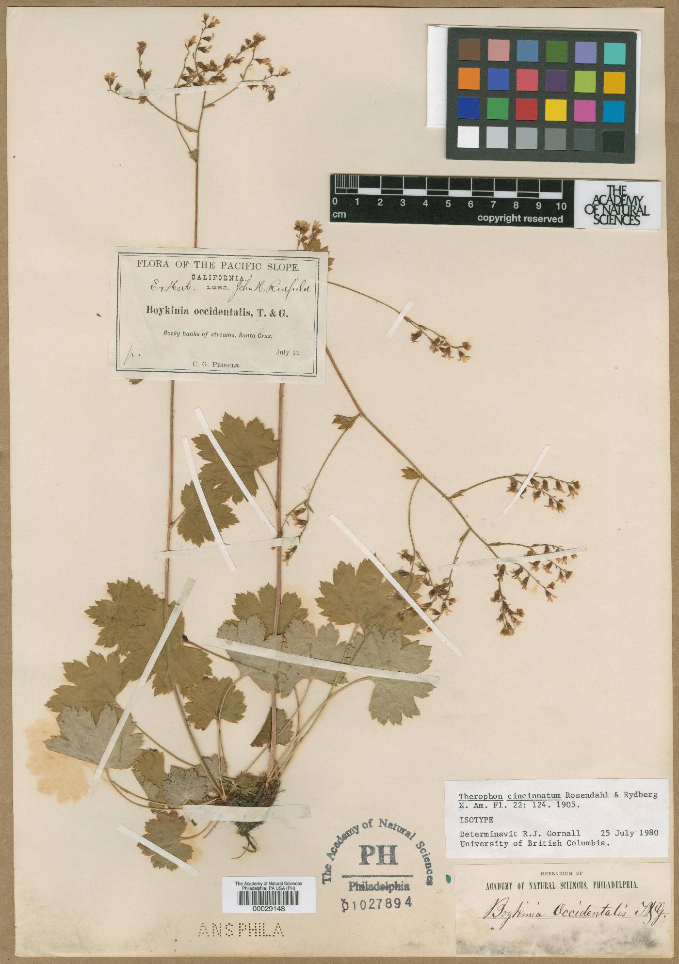 Therofon cincinnatum image