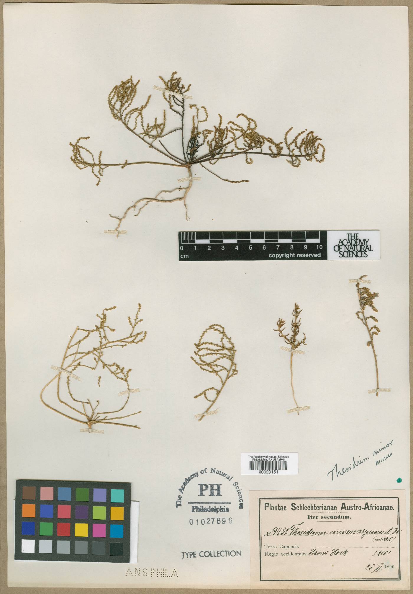 Thesium minus image