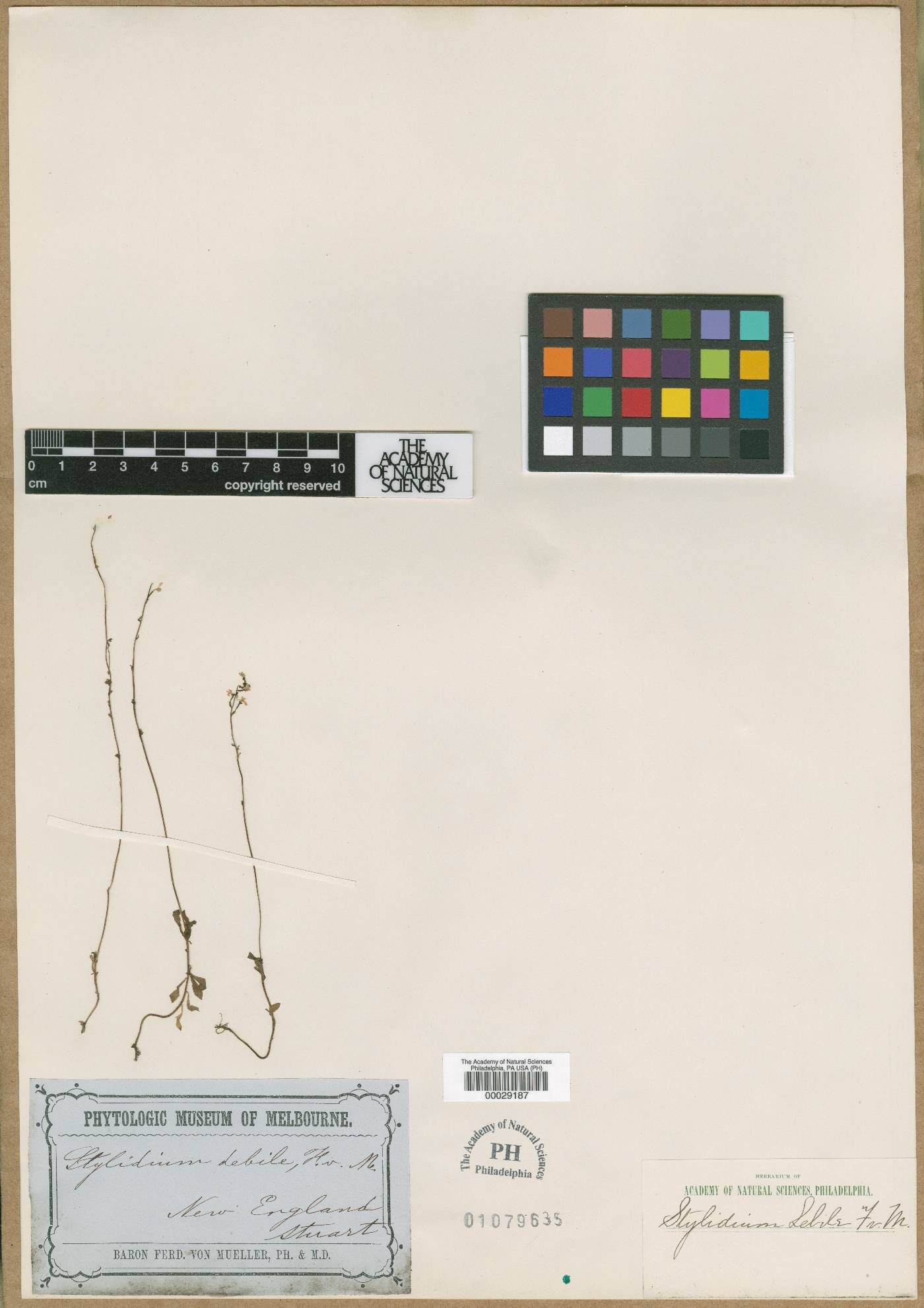 Stylidium debile image