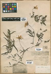 Aldama anchusifolia image