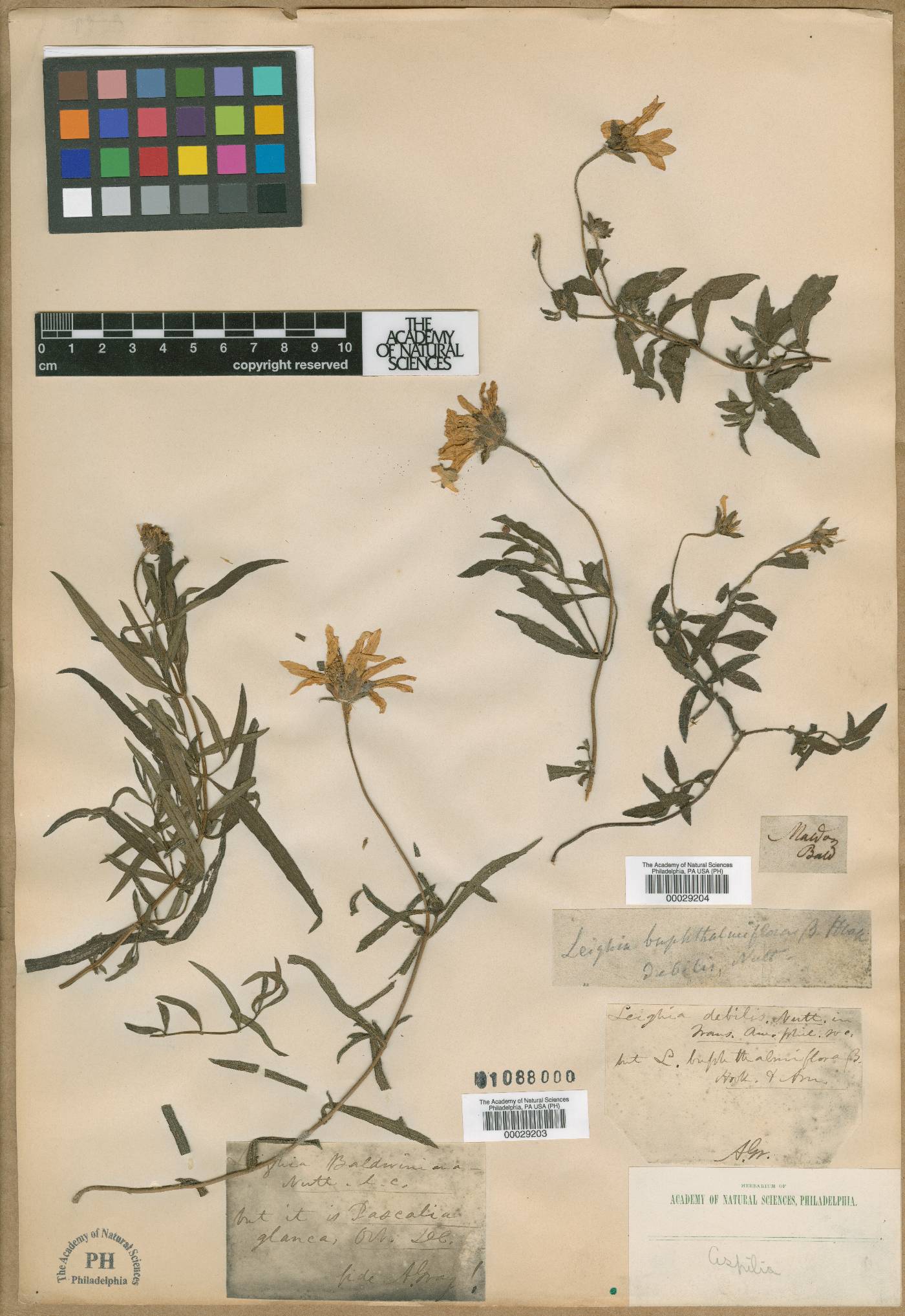 Aldama anchusifolia image