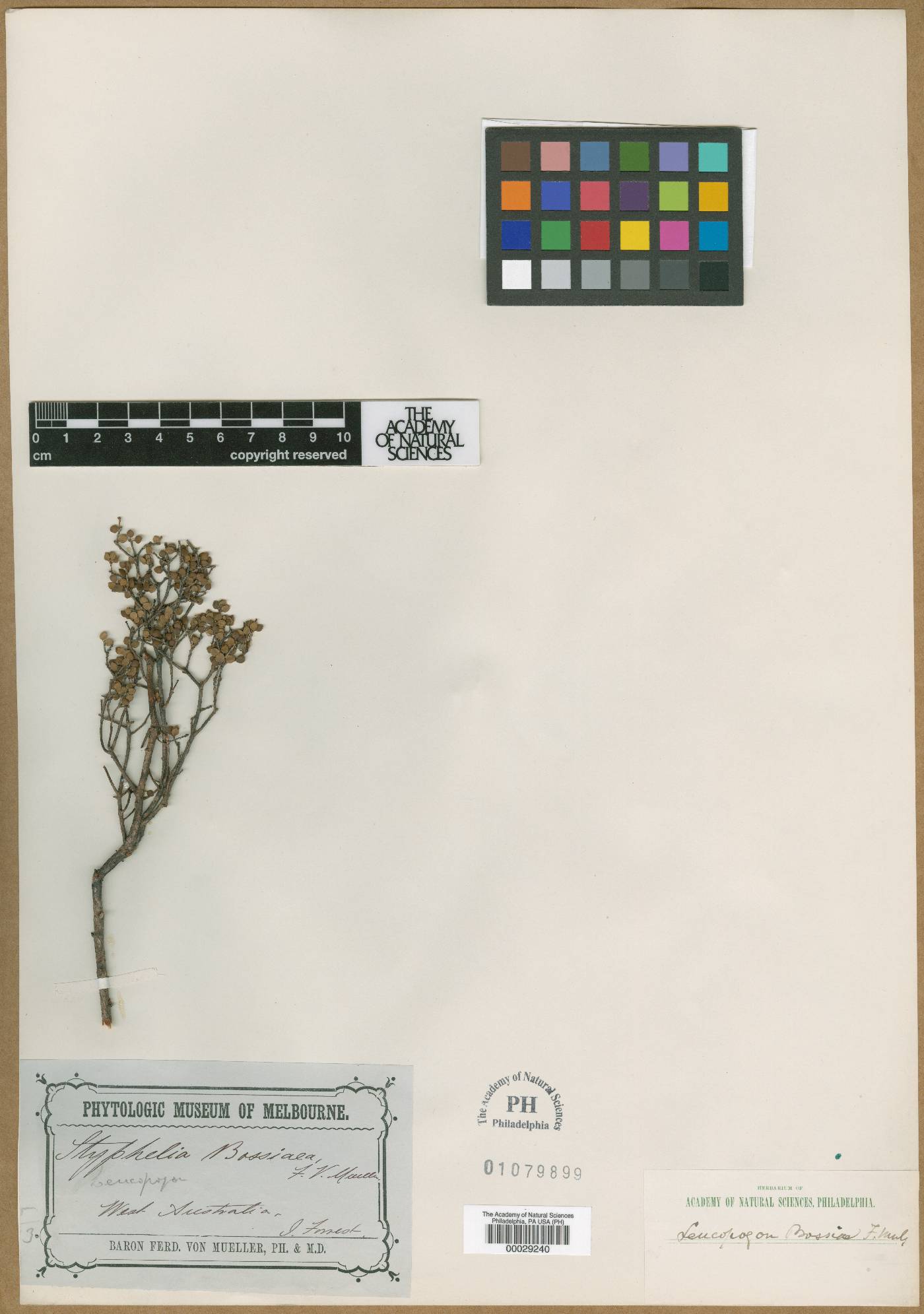 Leucopogon bossiaea image