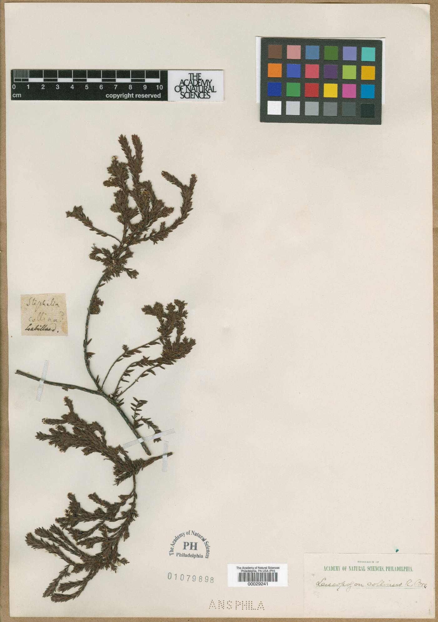 Leucopogon collinus image