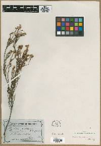 Image of Leucopogon gibbosus