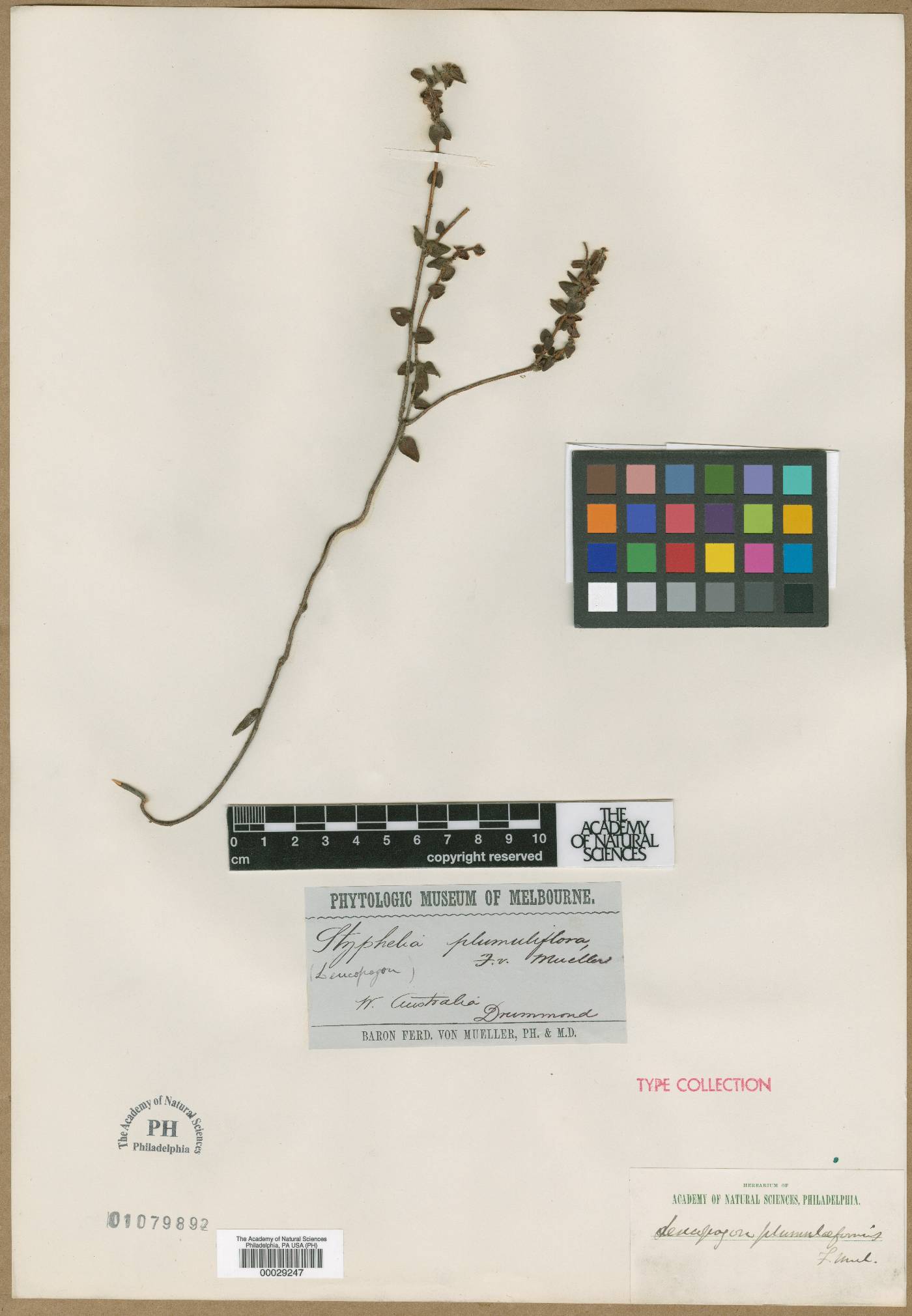 Leucopogon plumuliflorus image