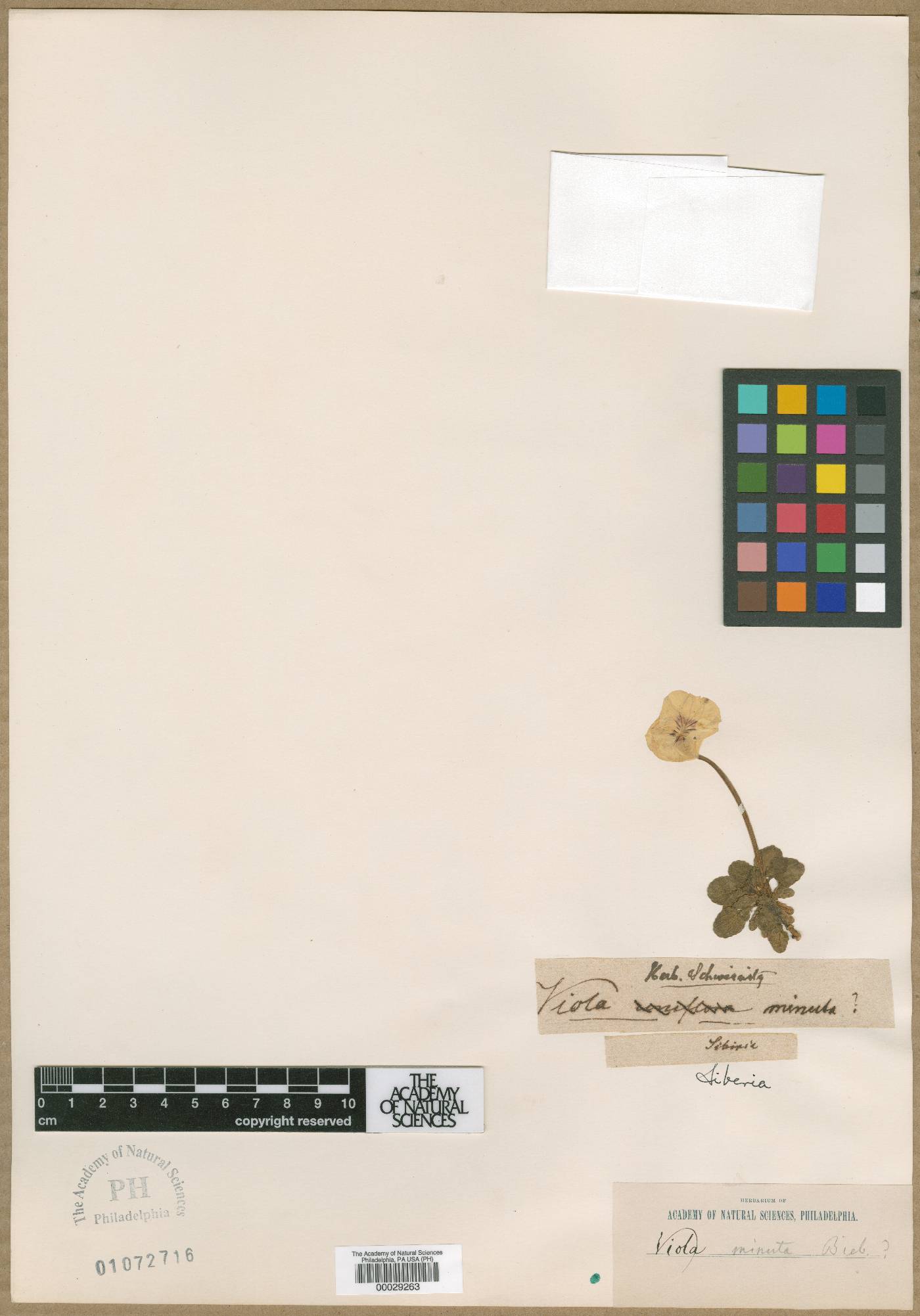 Viola minuta image