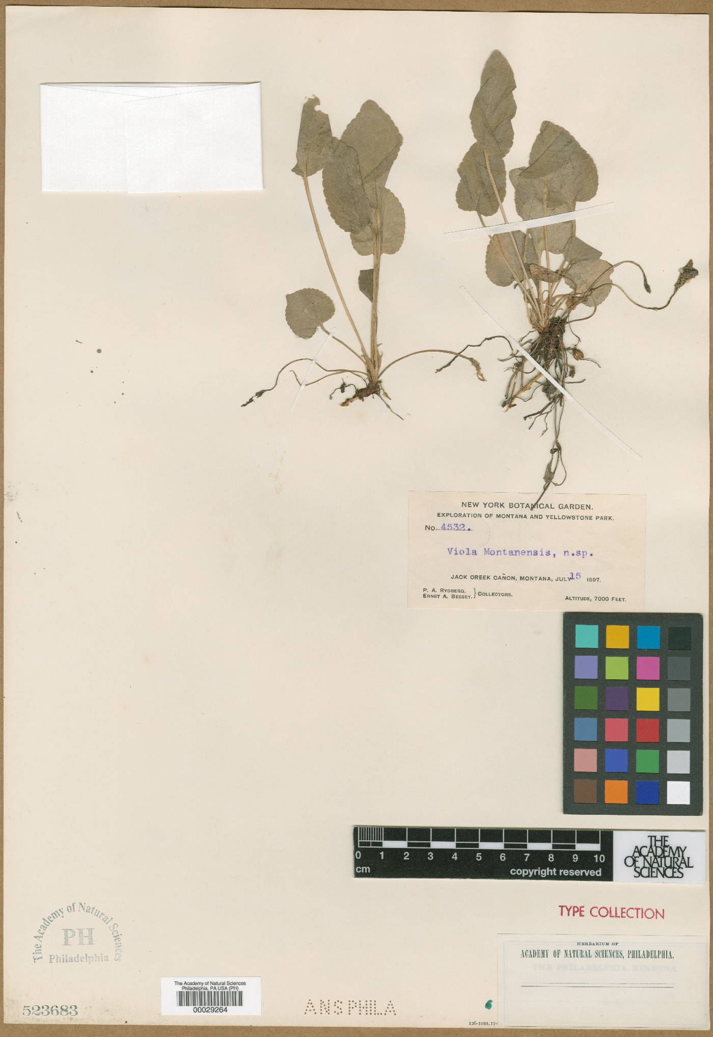 Viola montanensis image