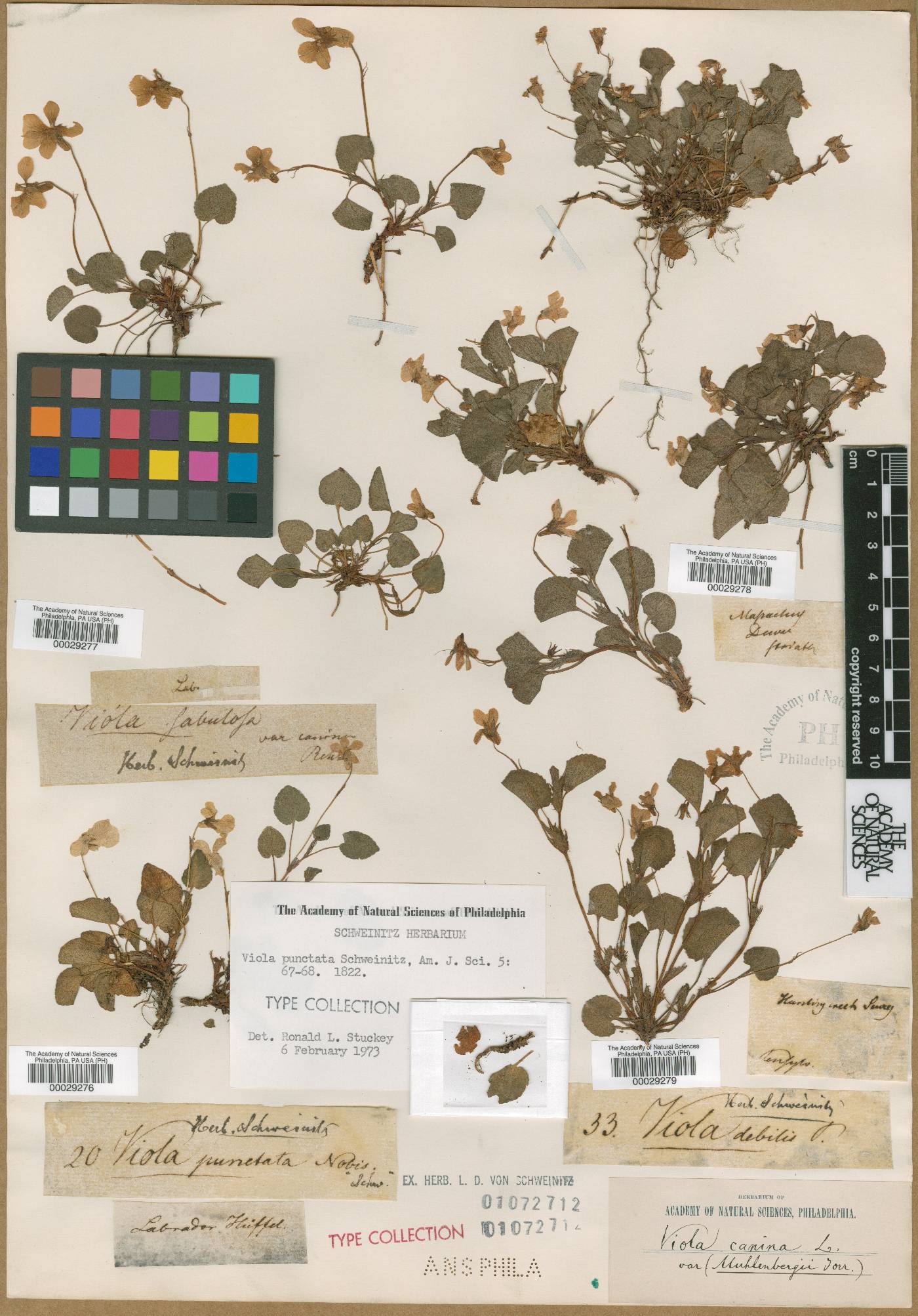 Viola canina subsp. canina image