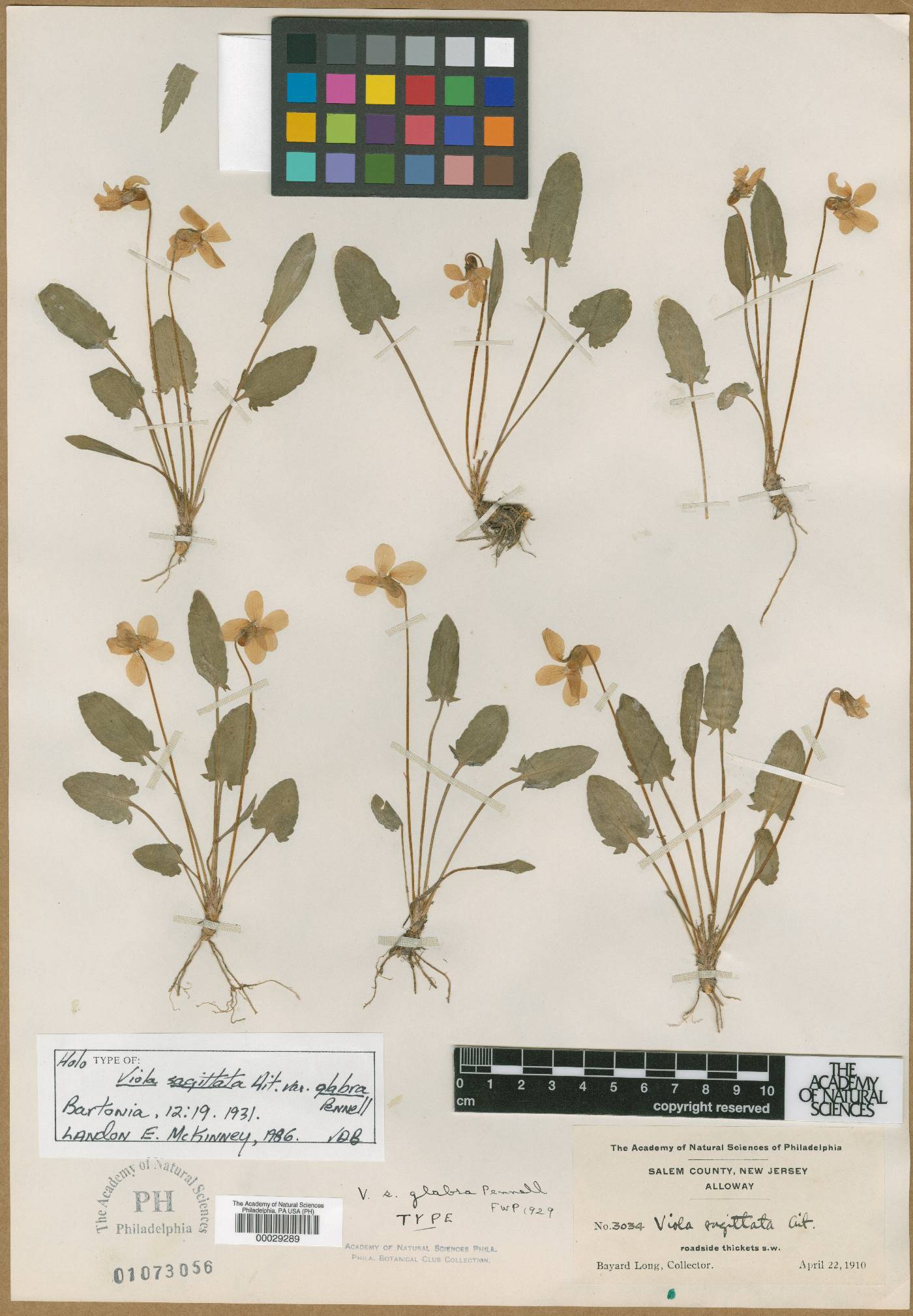 Viola sagittata var. glabra image