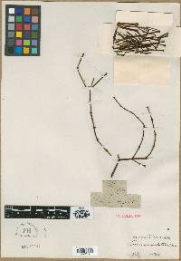 Image of Viscum angulatum