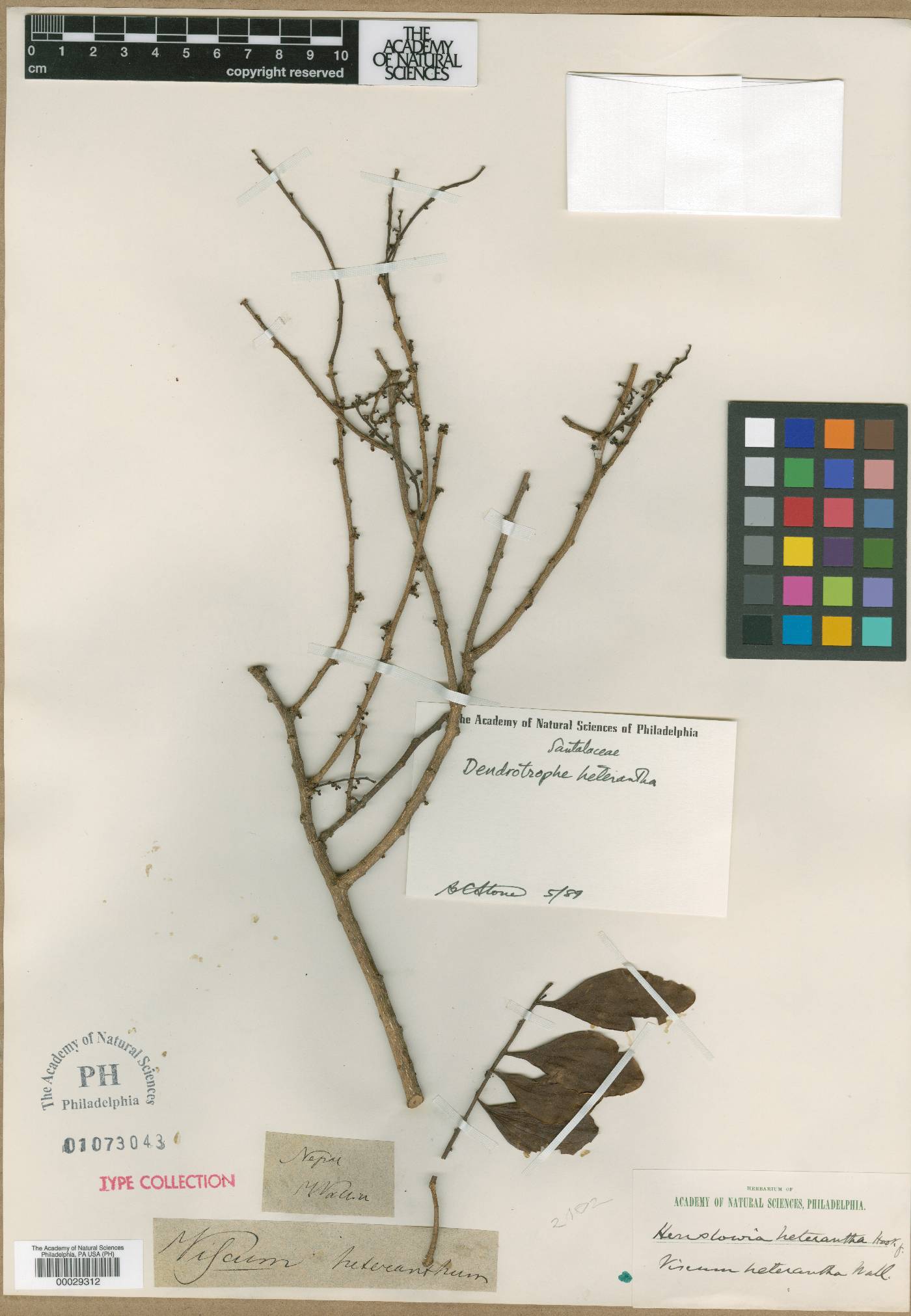 Dendrotrophe platyphylla image