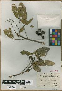 Vitex madiensis image