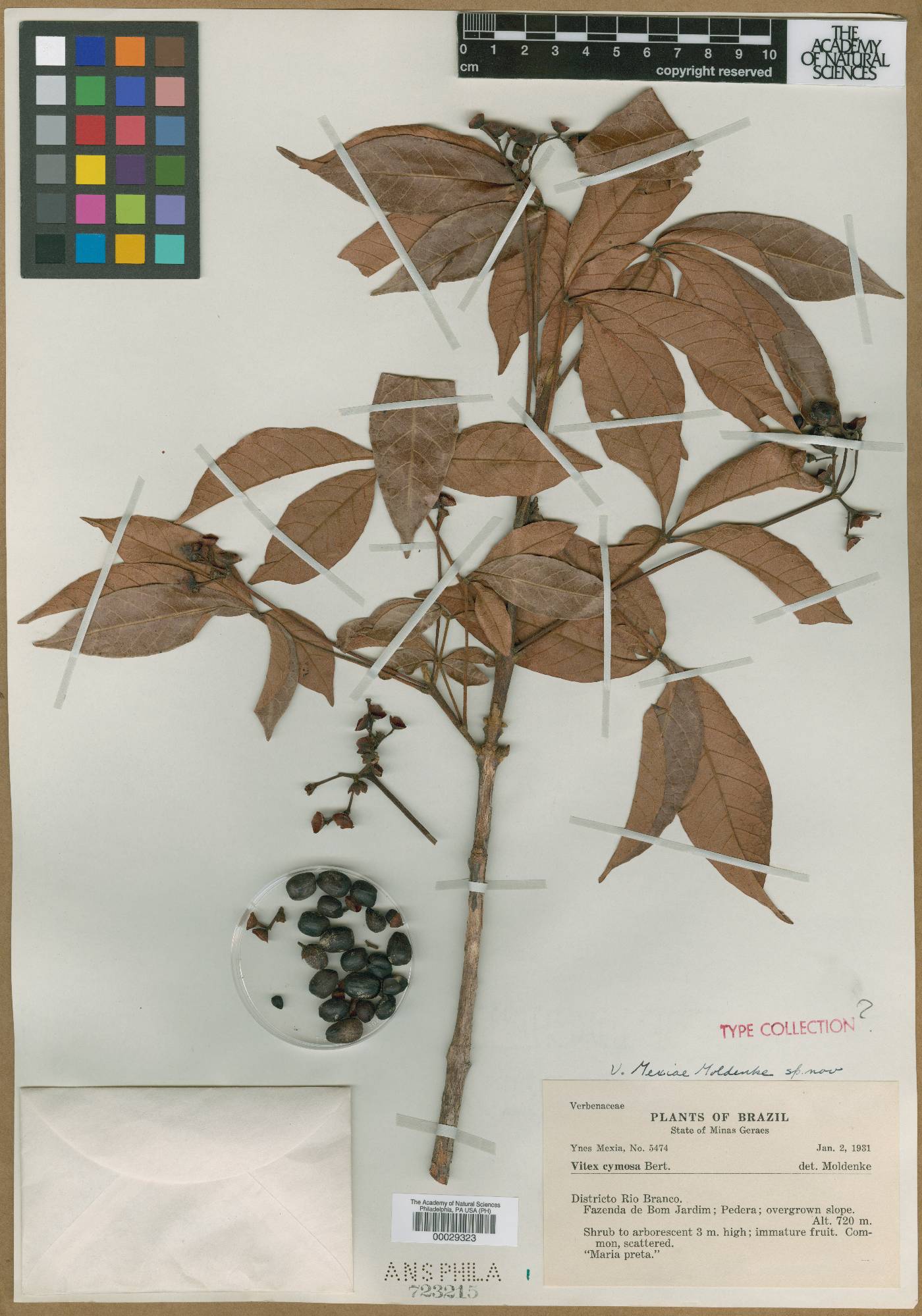 Vitex sellowiana image