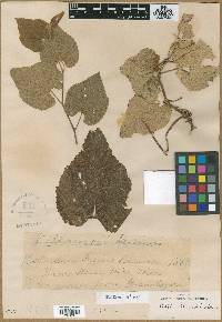 Vitis blancoi image