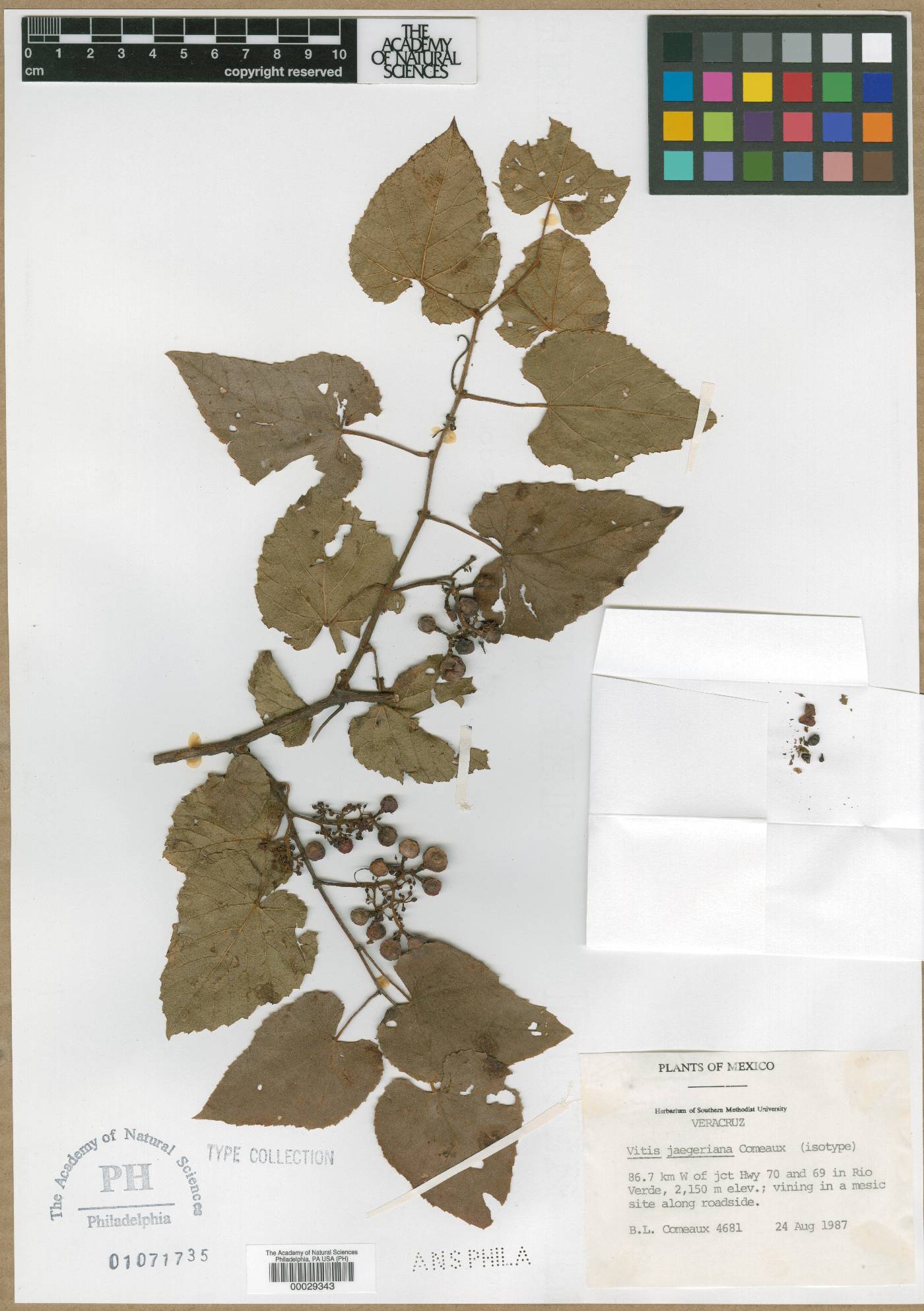 Vitis jaegeriana image