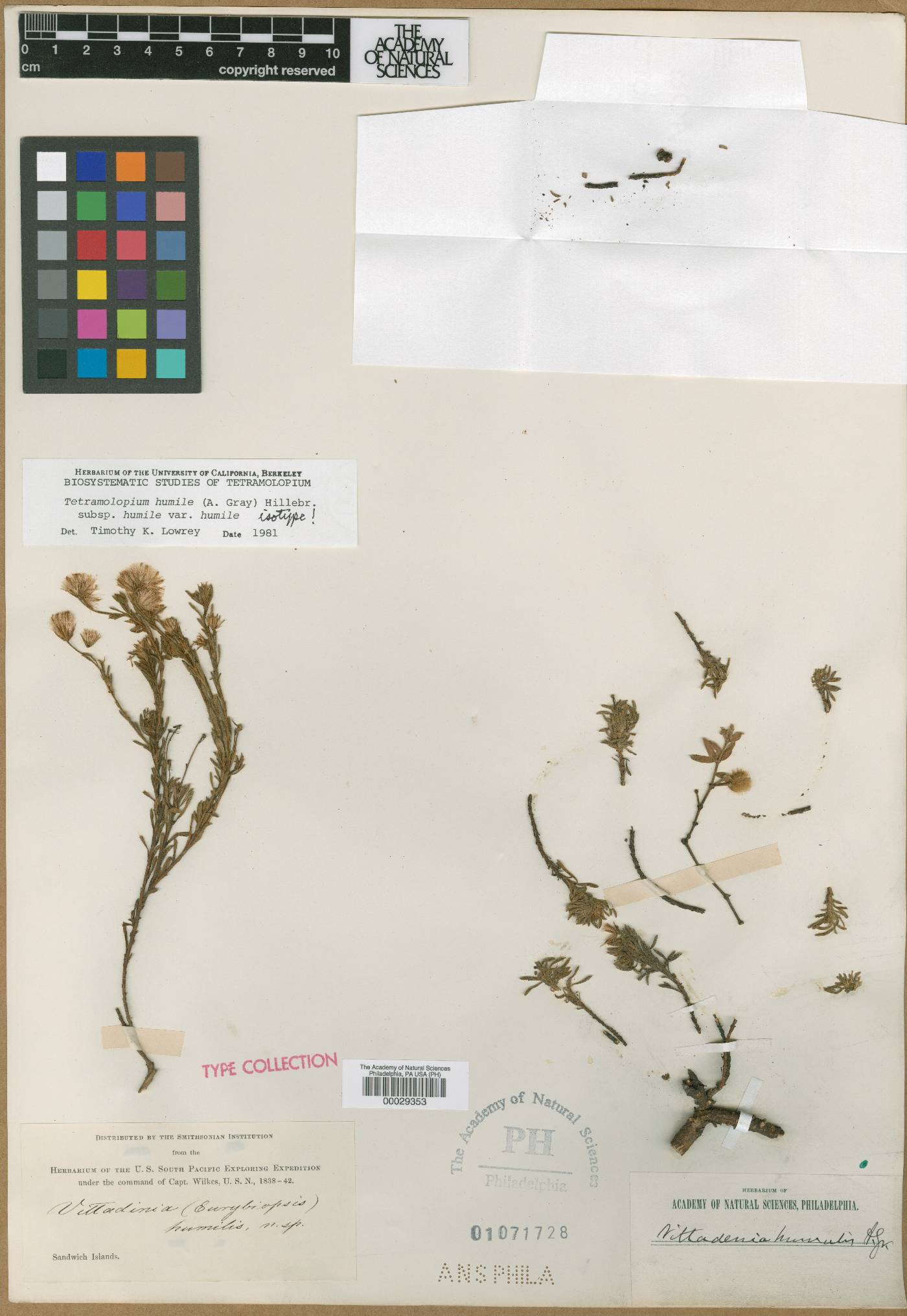 Tetramolopium humile subsp. humile image