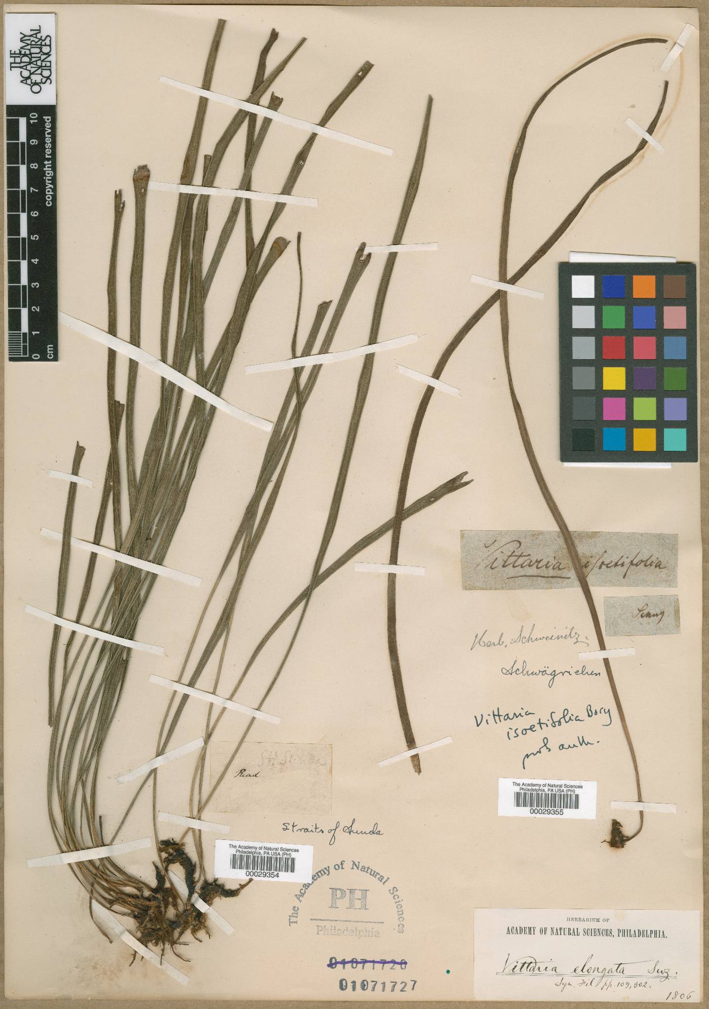 Vittaria isoetifolia image