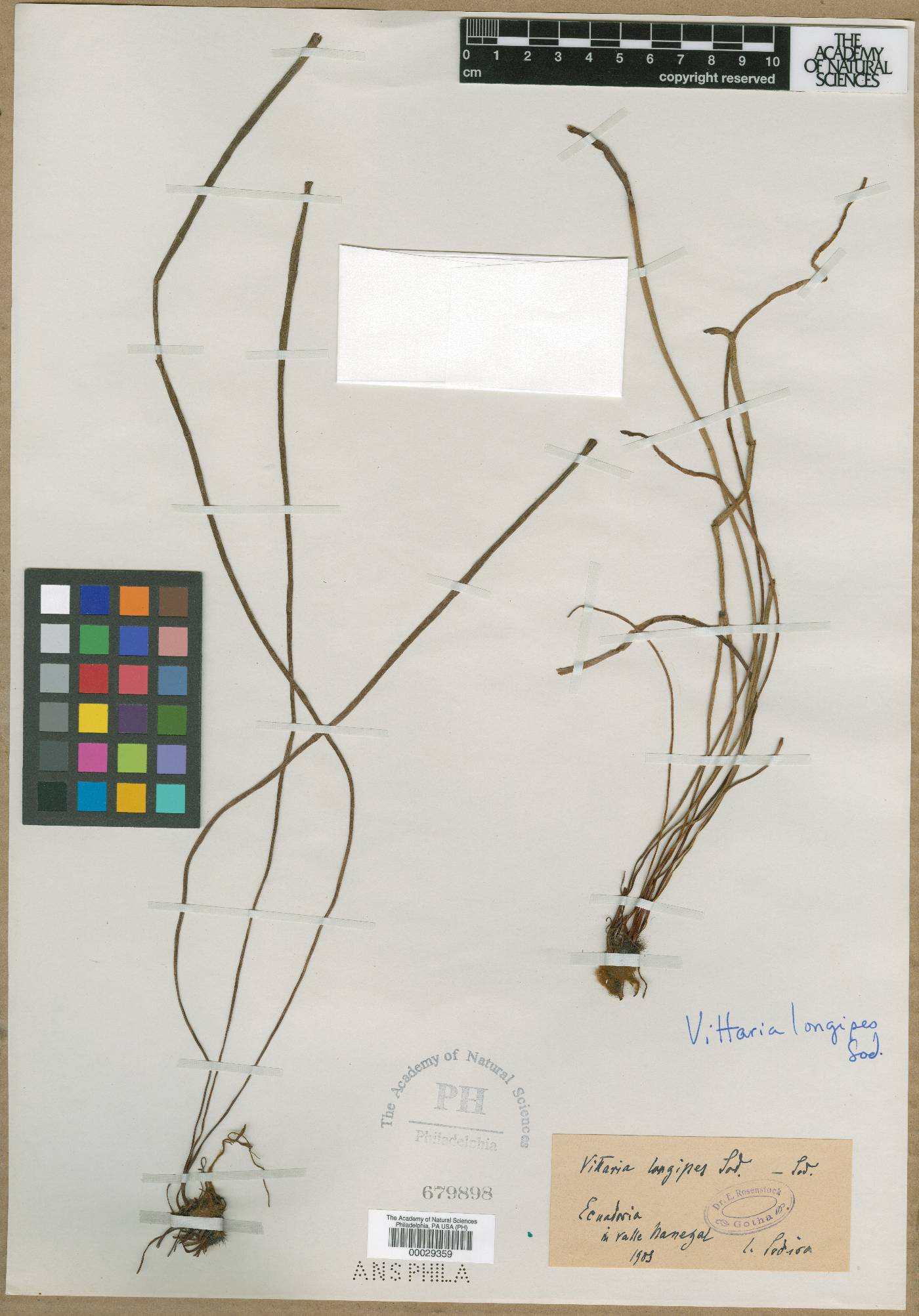 Vittaria longipes image