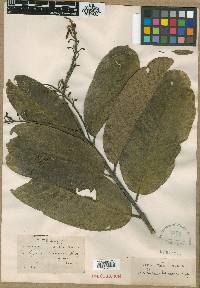 Image of Vochysia boliviana