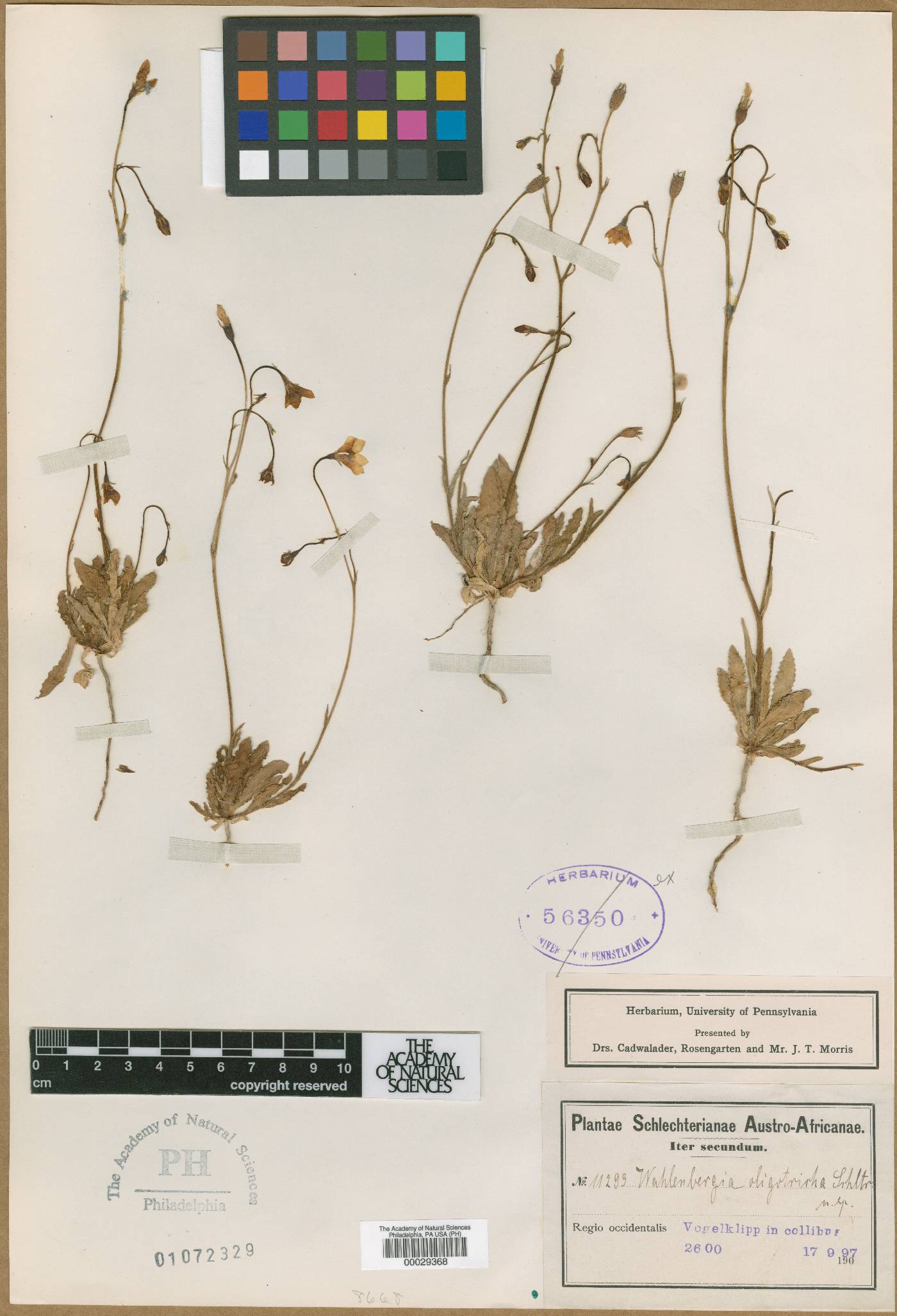 Wahlenbergia oligotricha image