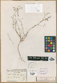 Image of Wahlenbergia buseriana