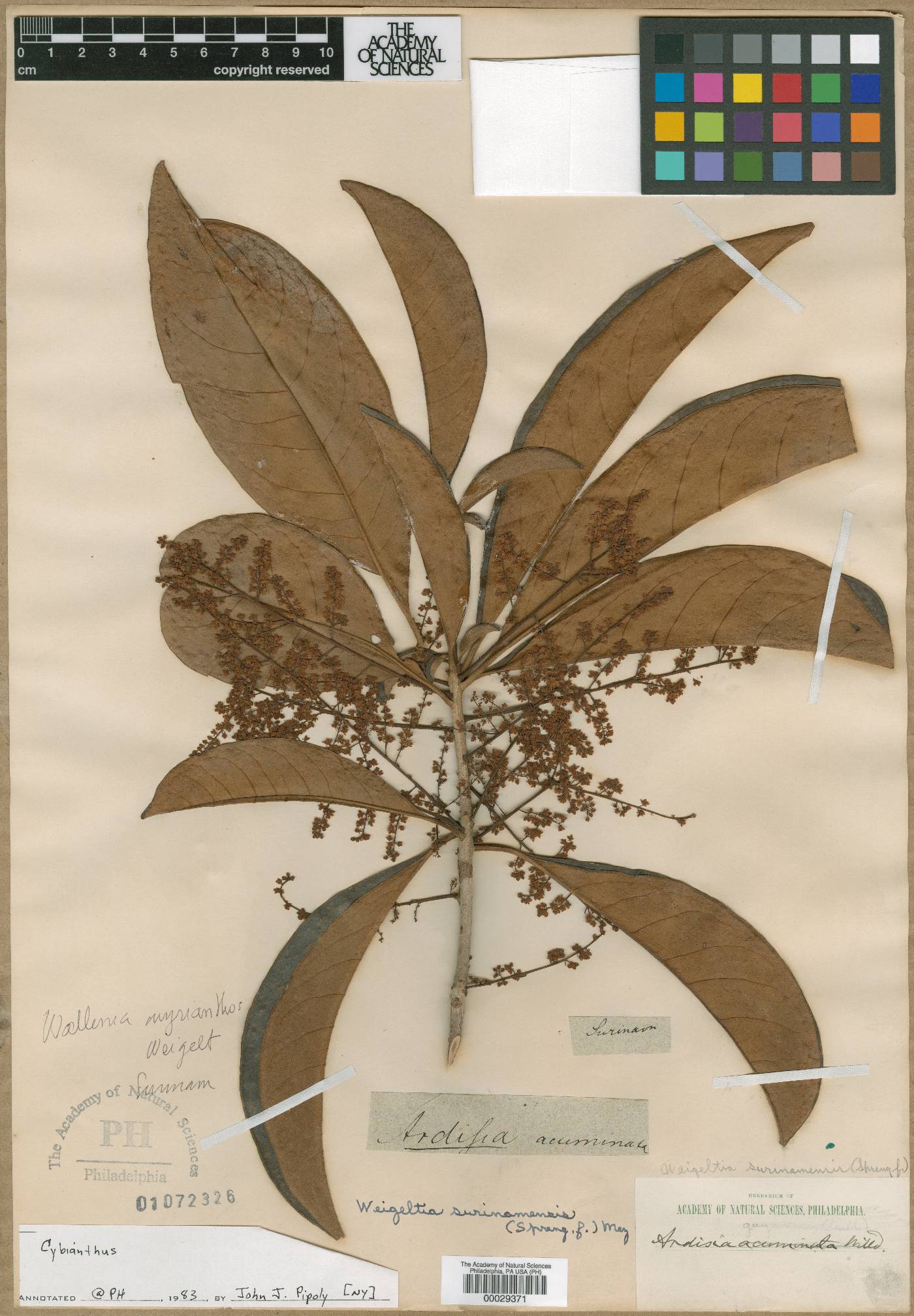 Cybianthus surinamensis image