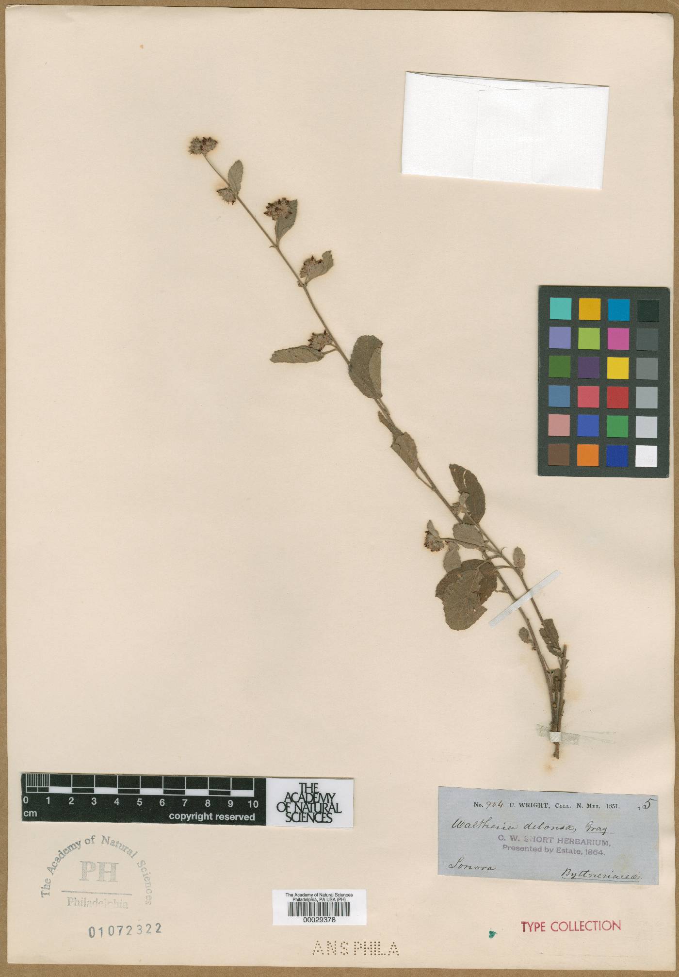 Waltheria detonsa image