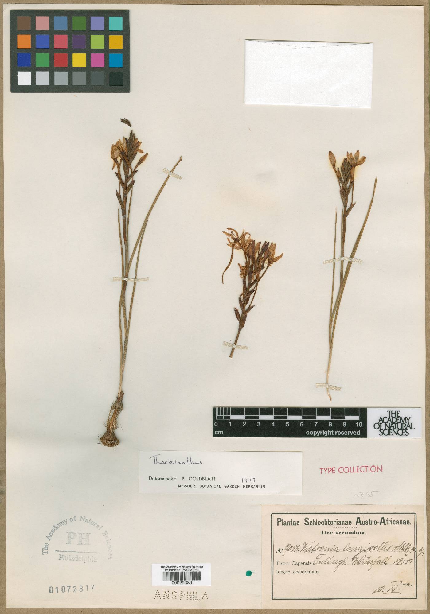 Thereianthus longicollis image