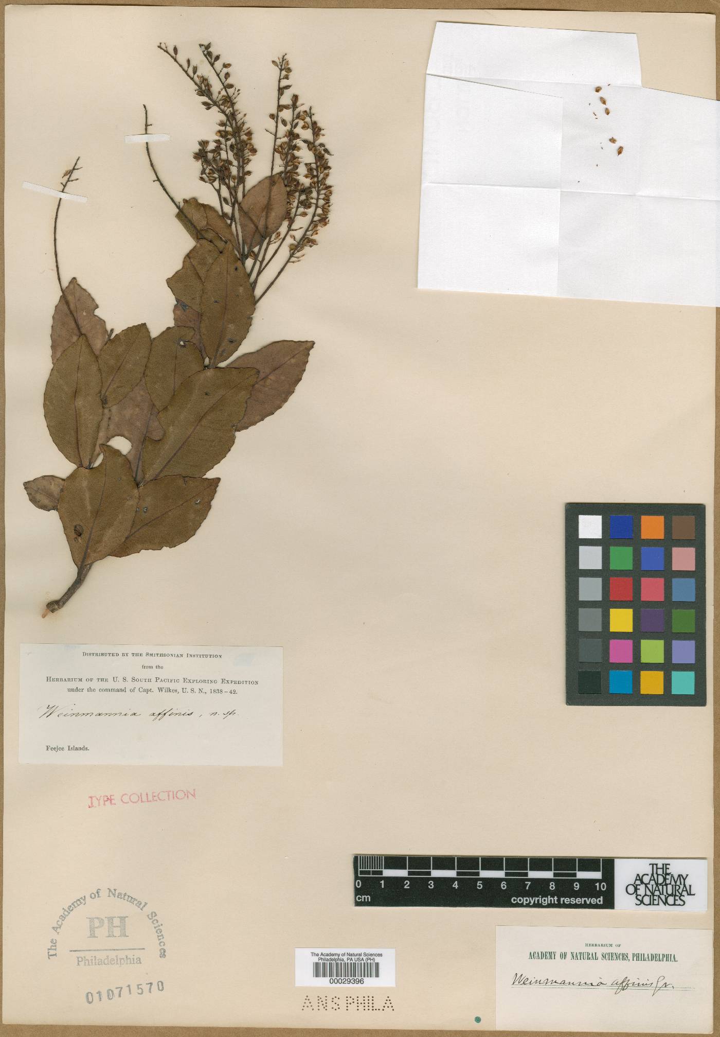 Weinmannia affinis image