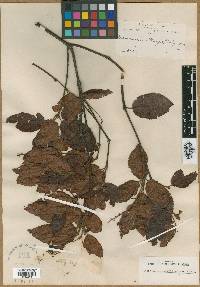 Weinmannia bangii image