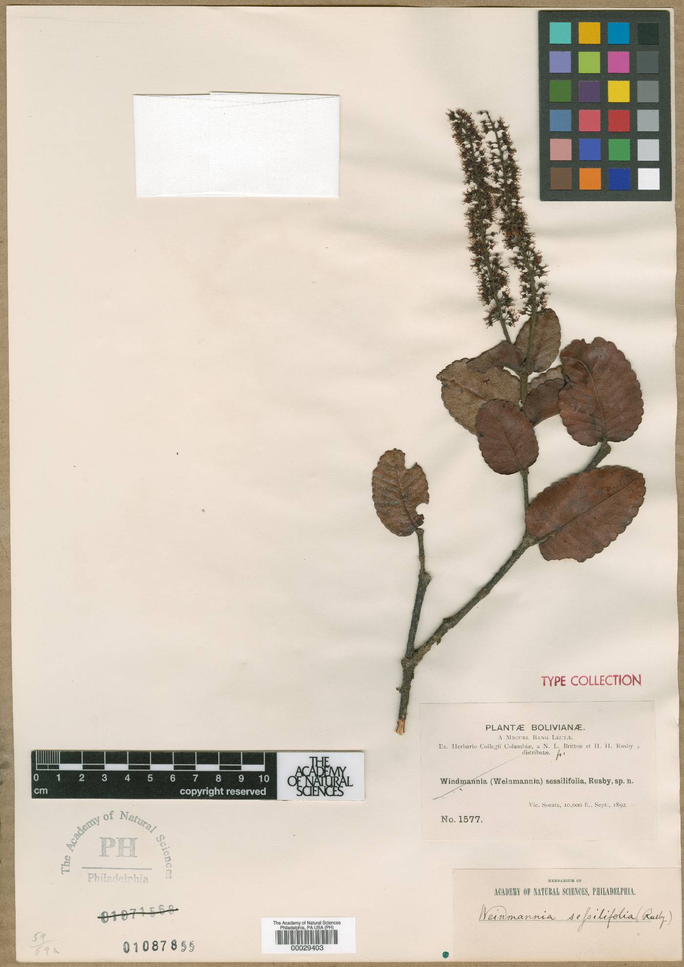 Weinmannia crassifolia image