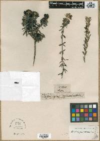 Westringia rosmariniformis image