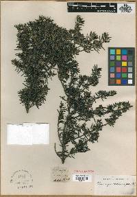Westringia rosmariniformis image