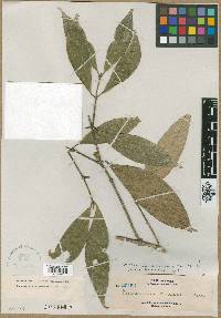 Praravinia borneensis image