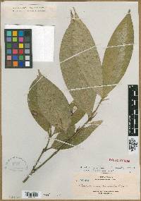 Praravinia borneensis image