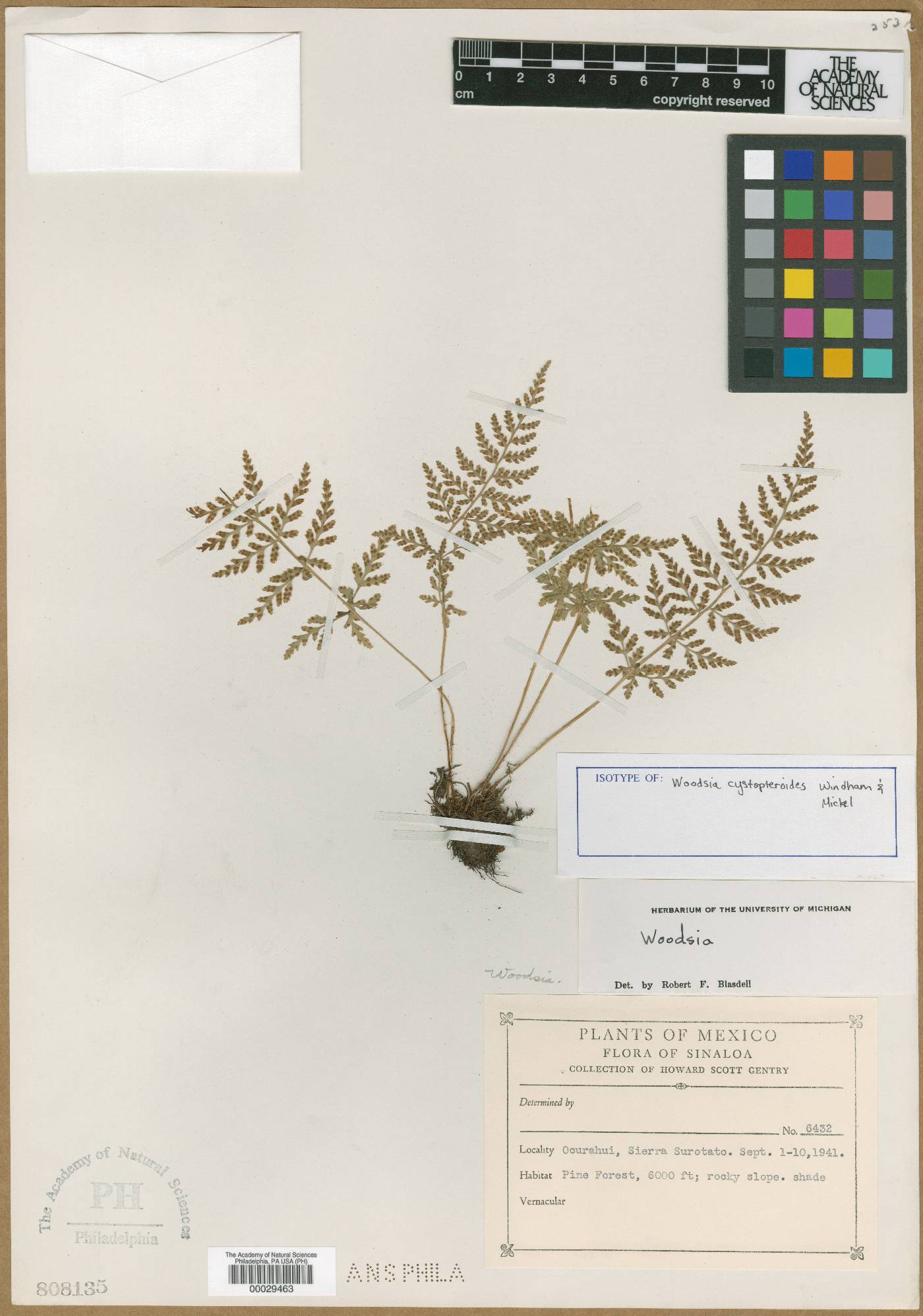 Woodsia cystopteroides image