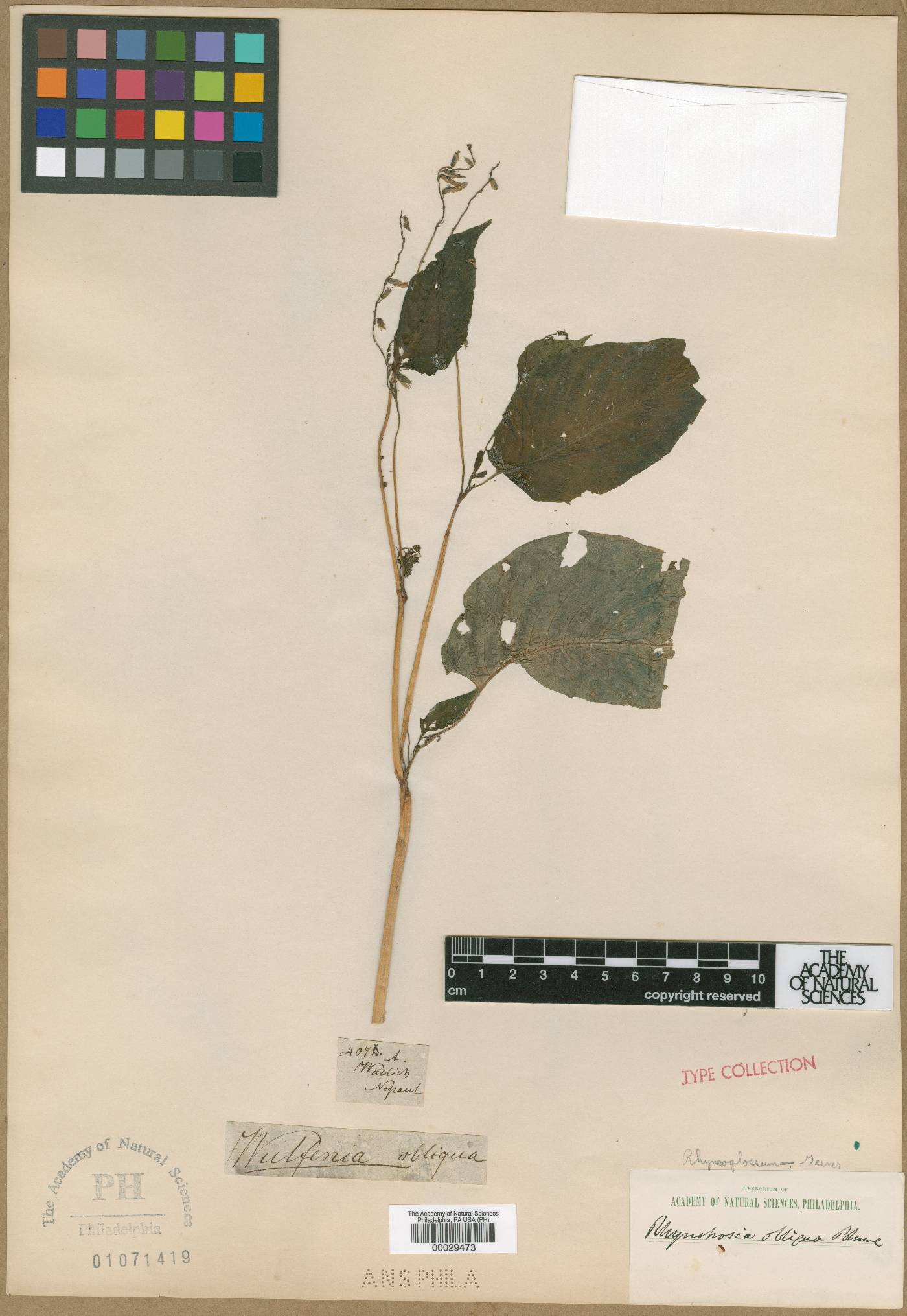 Rhynchoglossum obliquum image