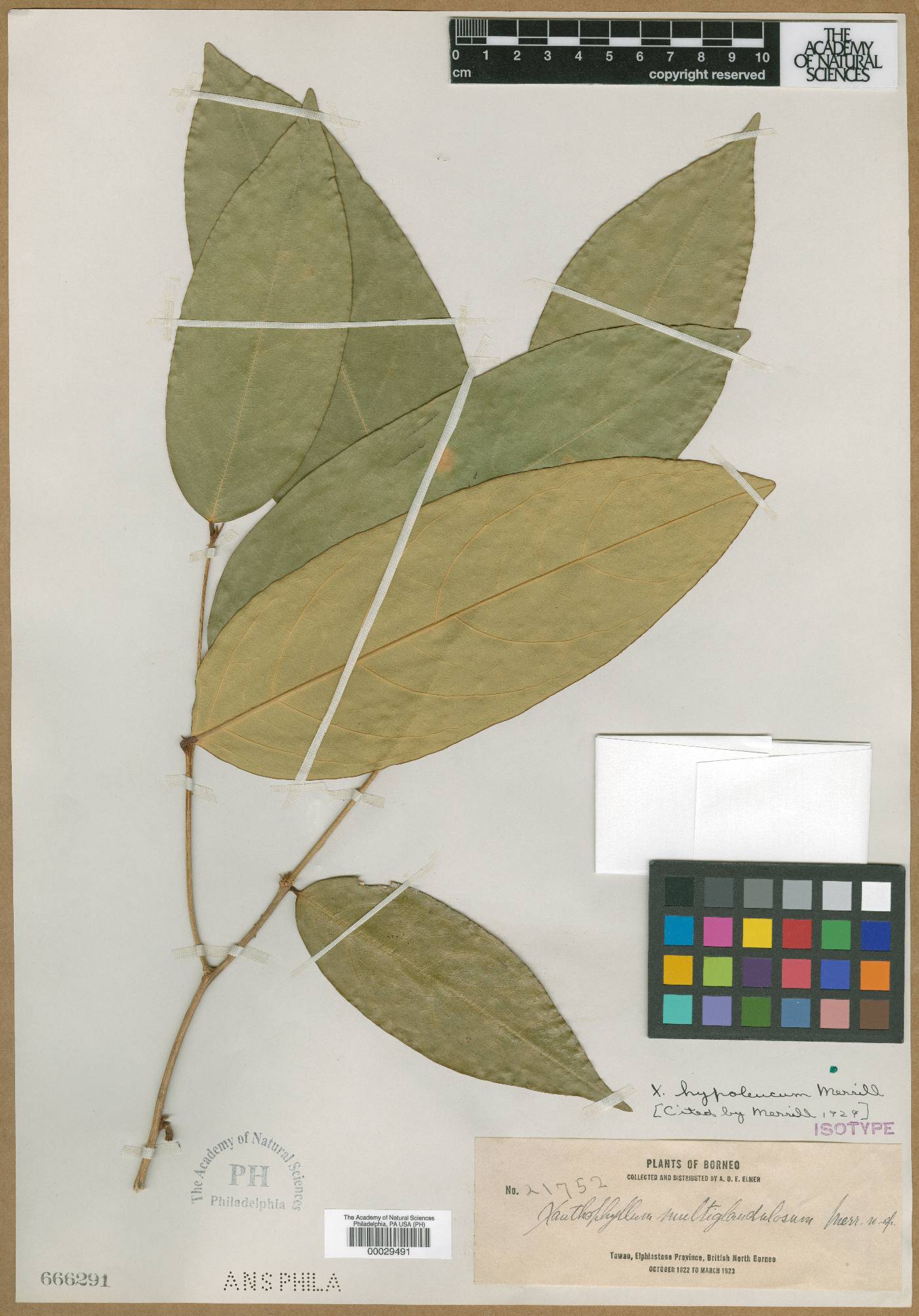 Xanthophyllum discolor subsp. discolor image