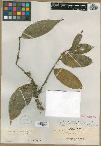 Xanthophyllum reticulatum image