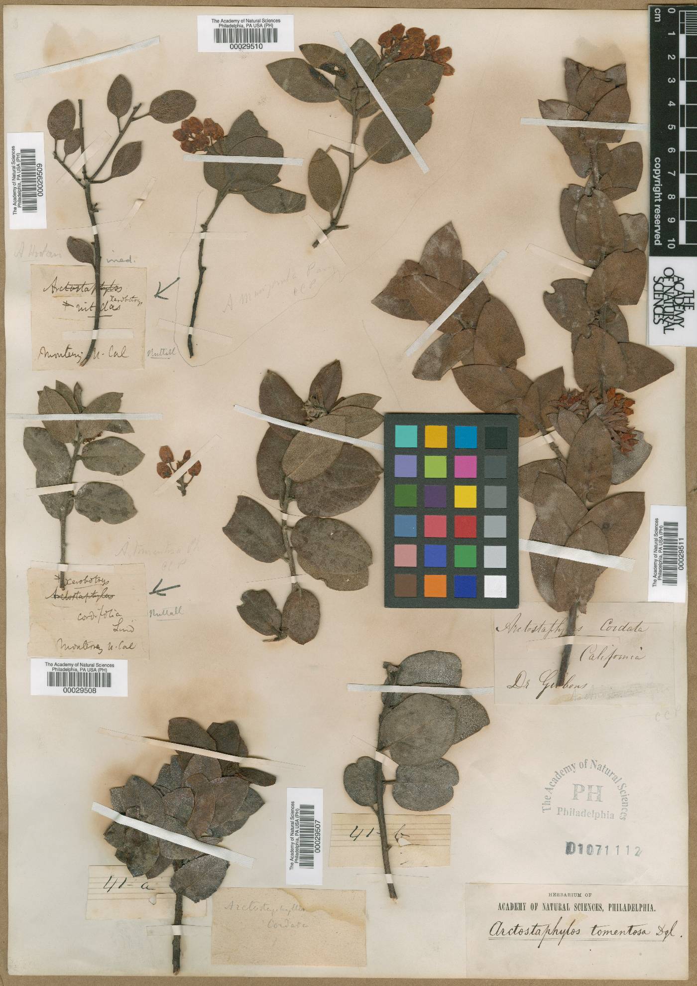Arctostaphylos tomentosa subsp. tomentosa image