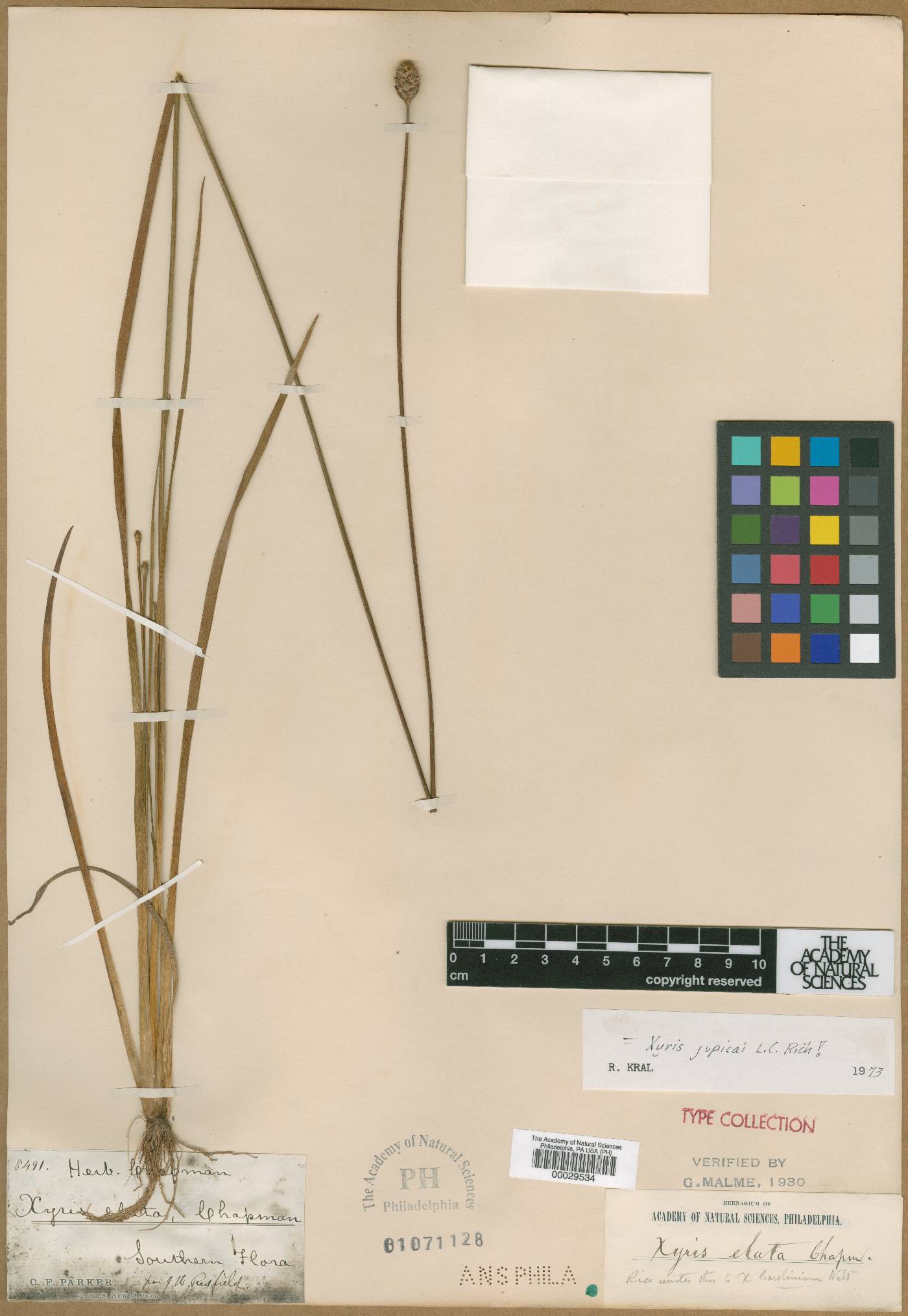 Xyris elata image