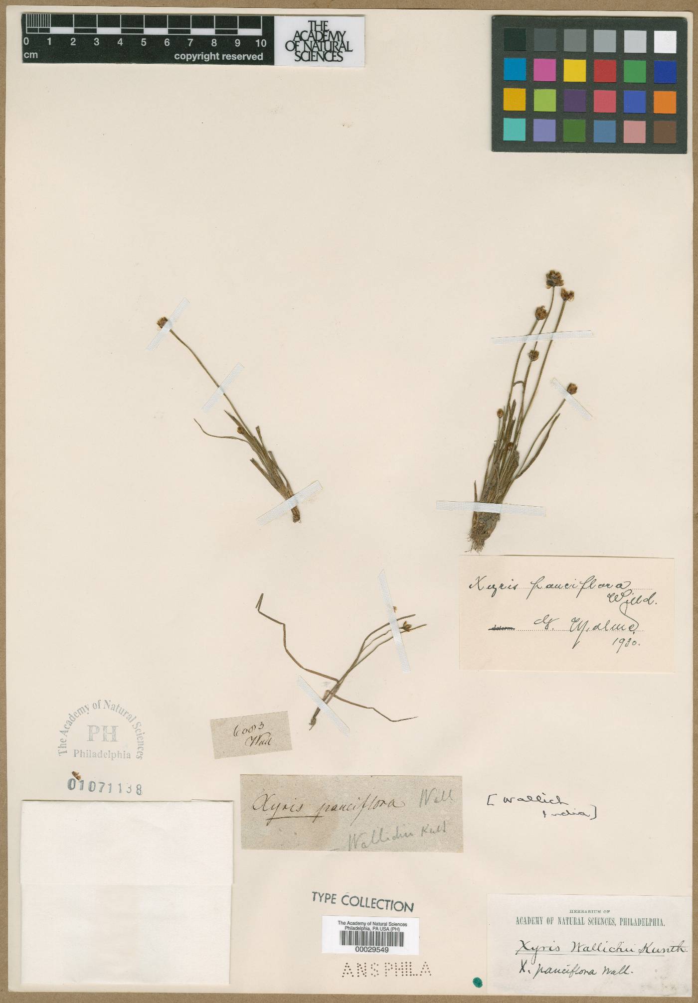 Xyris pauciflora image